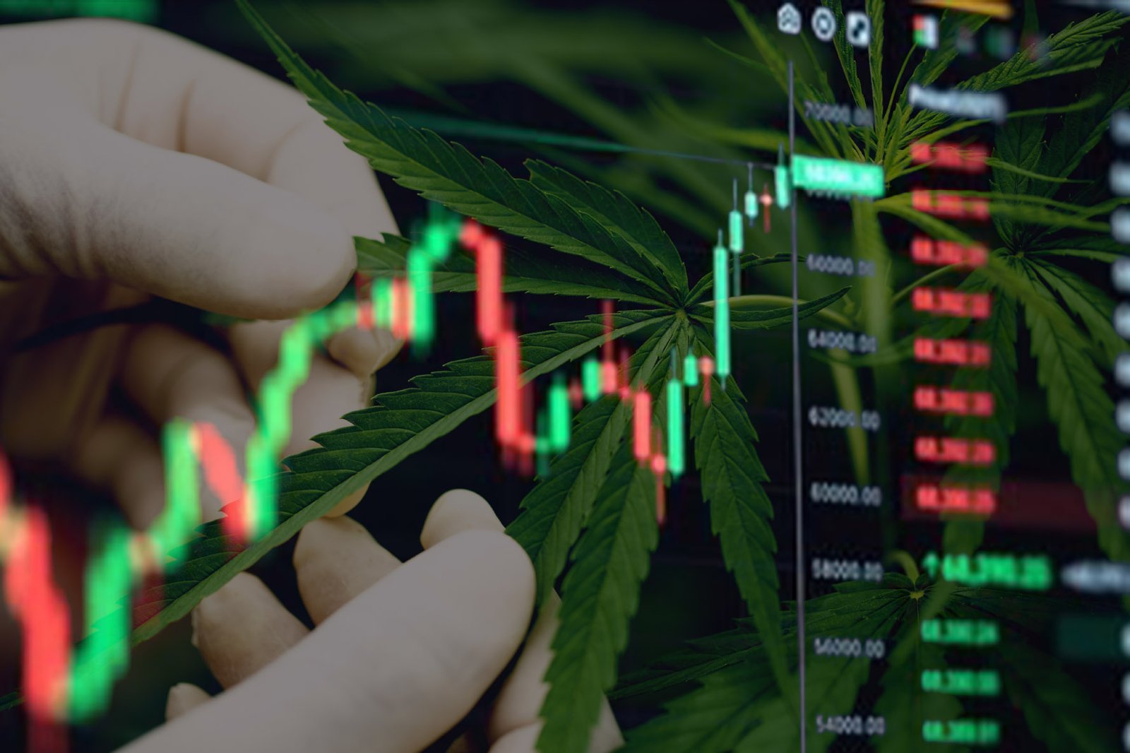 Medical Cannabis Value Medical Cannabis Value